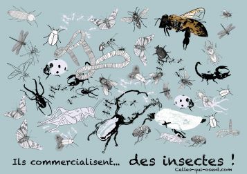 insectes-celles-qui-osent