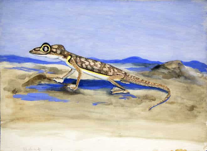 Aquarelle-de-joan-procter-représentant-un-gecko