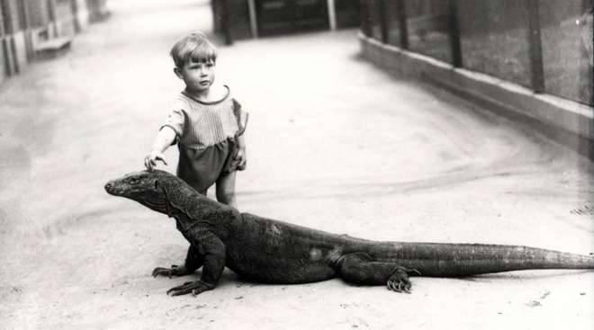 enfant-avec-dragon-komodo-au-zoo-de-londres