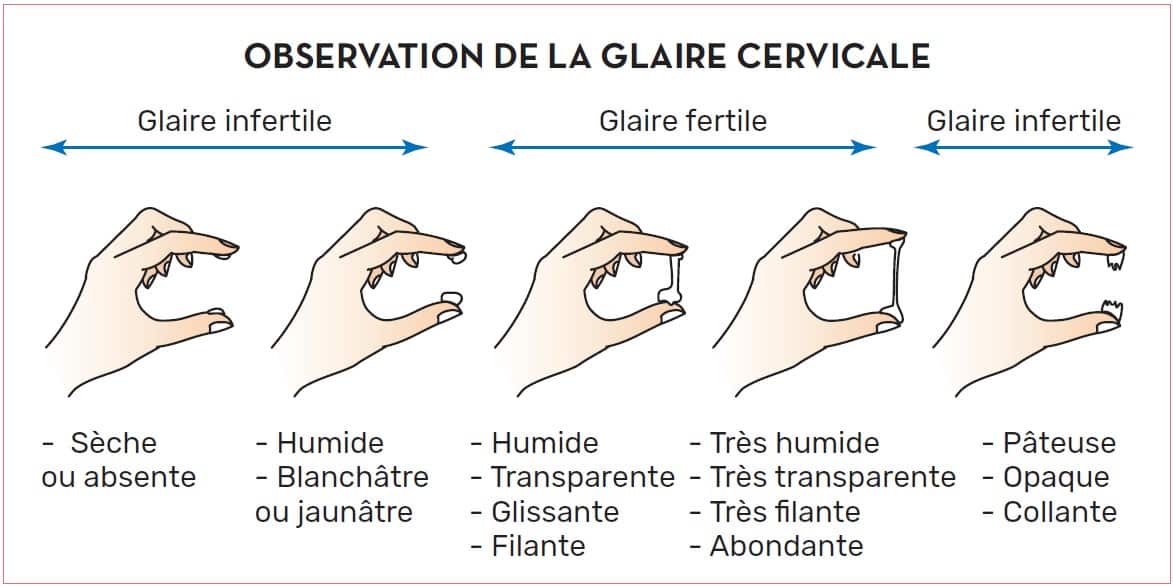 changements de la glaire cervicale au cours du cycle menstruel