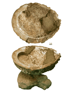 traces de pigments colores dans une coquille d ormeau vieille de plus de 100 000 ans dans les grottes de blombos